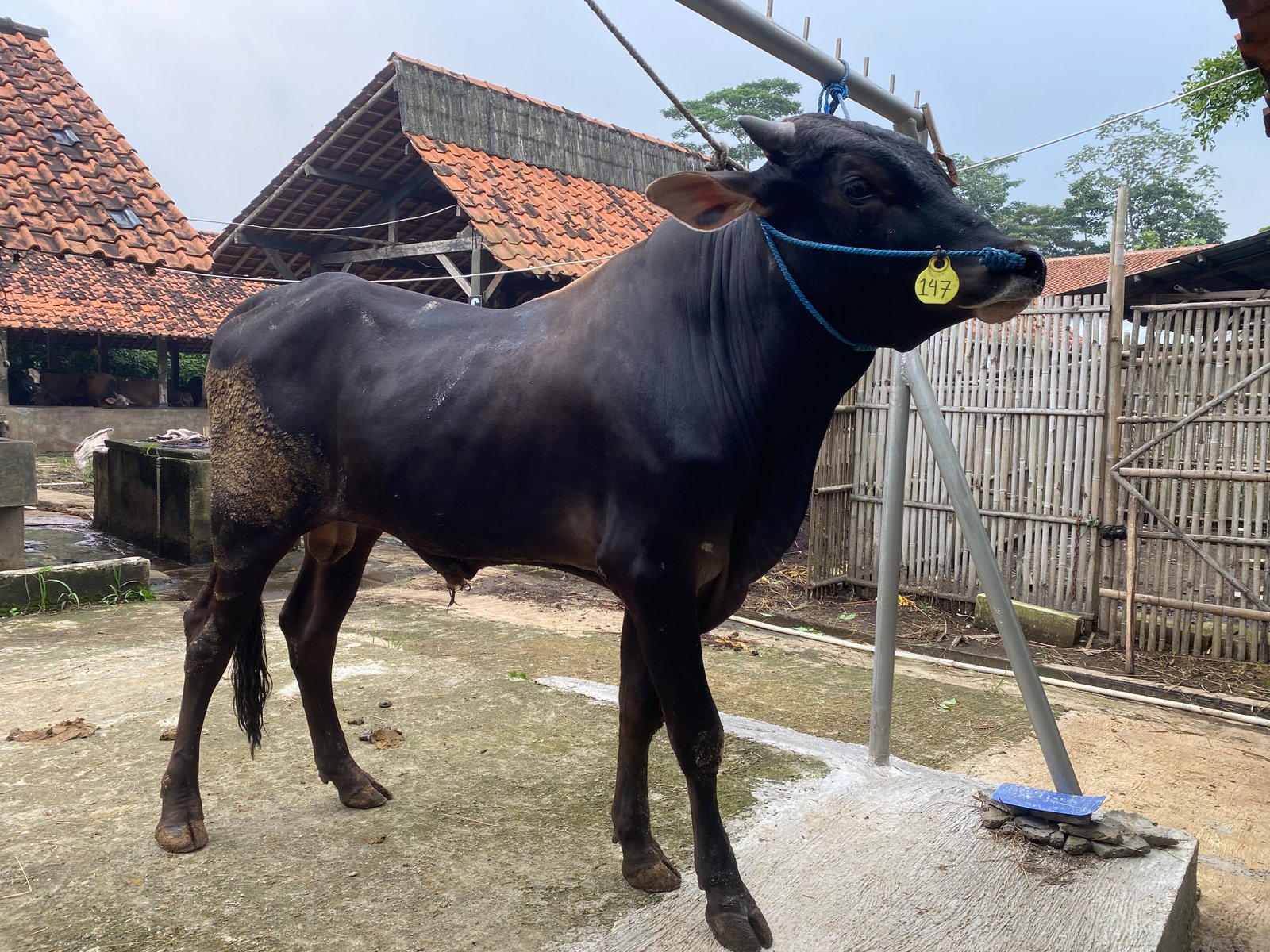 Sapi 9